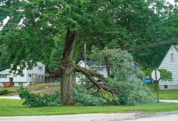 Trusted Eldon, MO Tree Care Services Experts