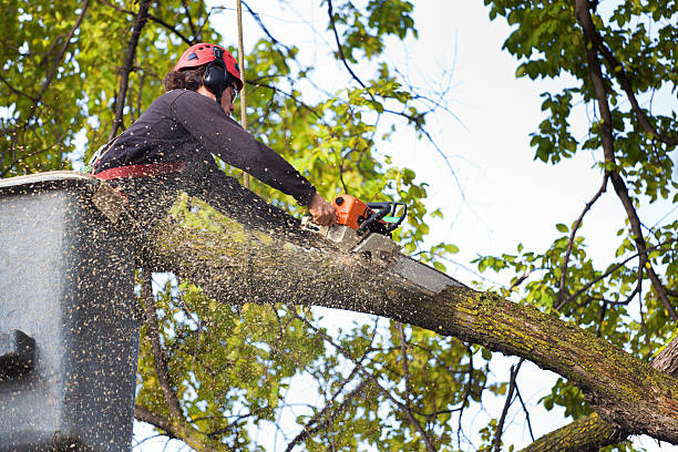 Best Firewood Processing and Delivery  in Eldon, MO